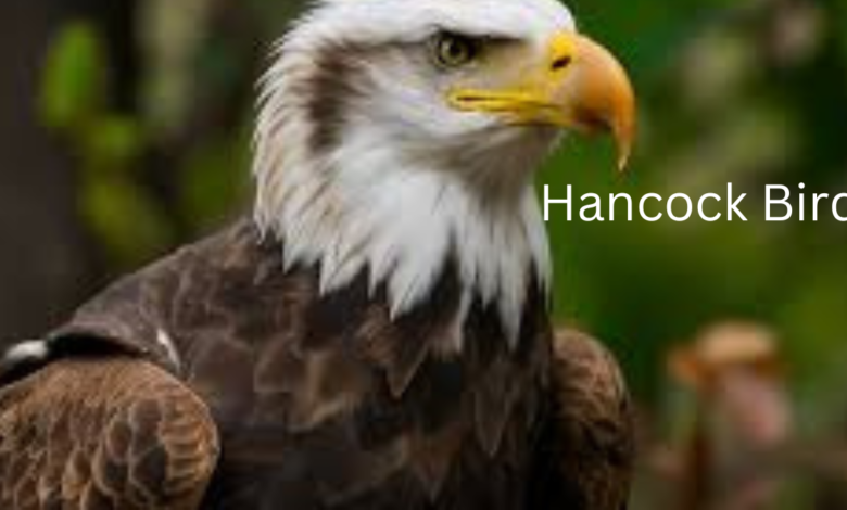 Hancock Bird