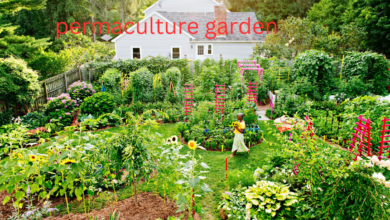 permaculture garden