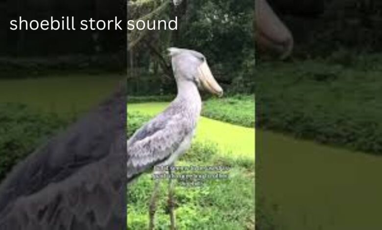 shoebill stork sound