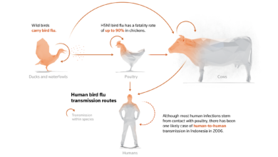 how does bird flu spread to humans​