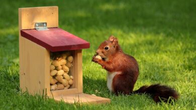 how do i keep squirrels out of bird feeders​