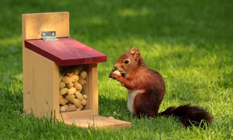 how do i keep squirrels out of bird feeders​