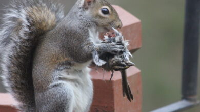 do squirrels eat birds​